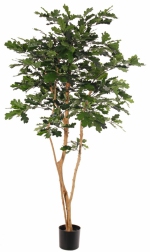 Eik - Zomereik (Quercus robur) UV bestendig, 180 cm